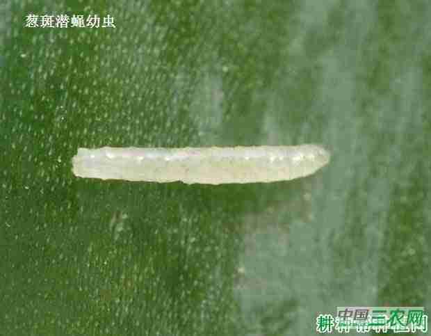 种大蒜如何防治葱斑潜蝇虫(种大蒜如何防治葱斑潜蝇害虫)